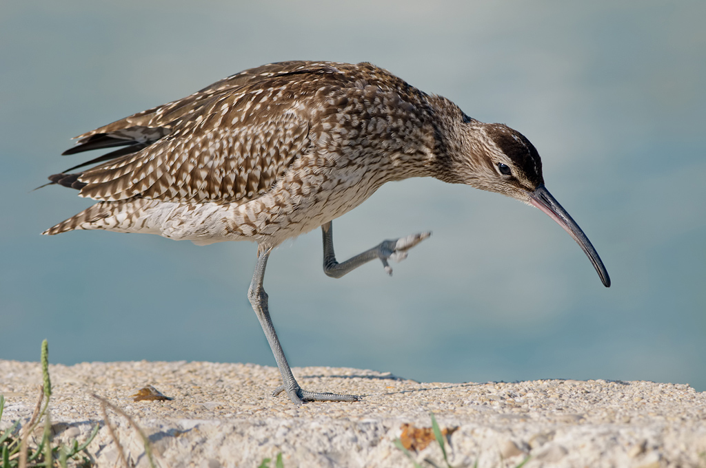 Chiurlo Piccolo - Numenius phaeopus